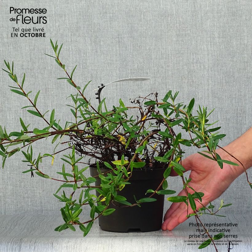 Amostra de Kalmia polifolia Vaso de 2 L/3 L tal como entregue no outono