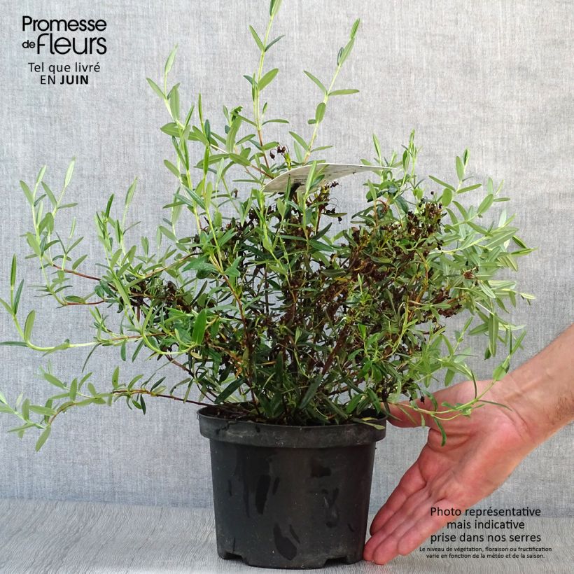 Amostra de Kalmia polifolia Vaso de 2 L/3 L tal como entregue no verão