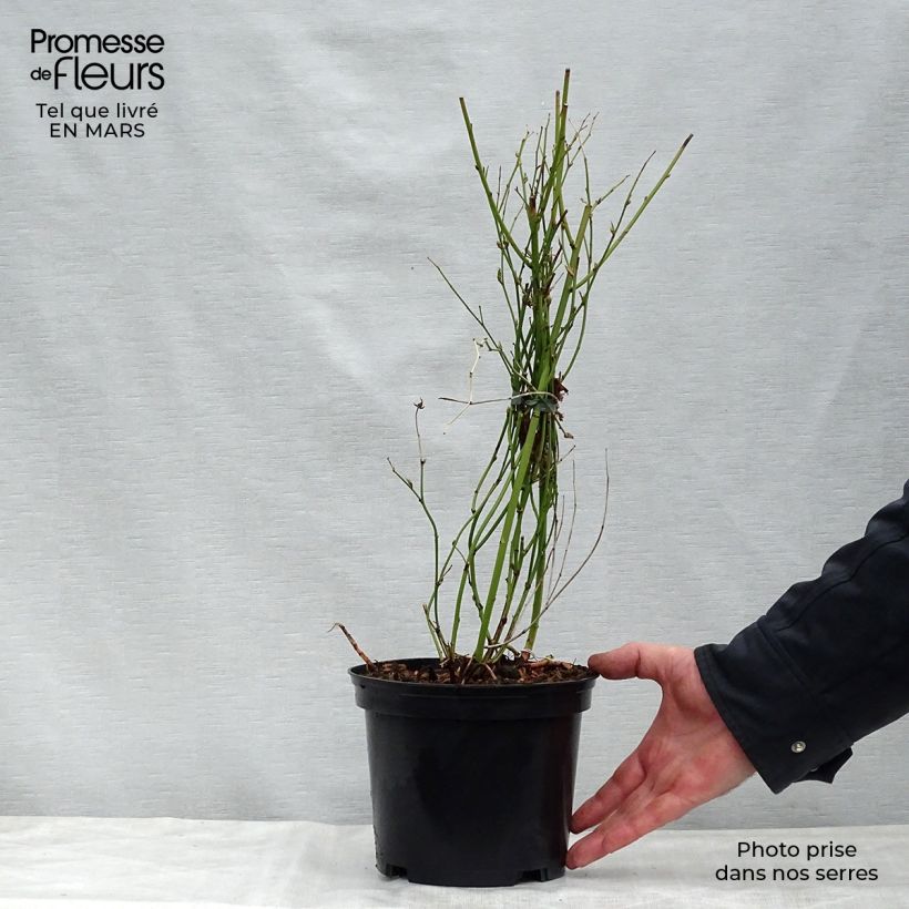 Amostra de Kerria japonica Golden Guinea Vaso de 2 L/3 L tal como entregue na primavera