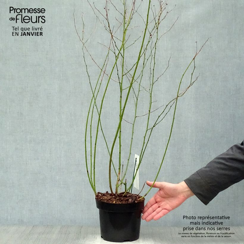 Amostra de Kerria Japonica Golden Guinea Vaso de 2 L/3 L tal como entregue no inverno