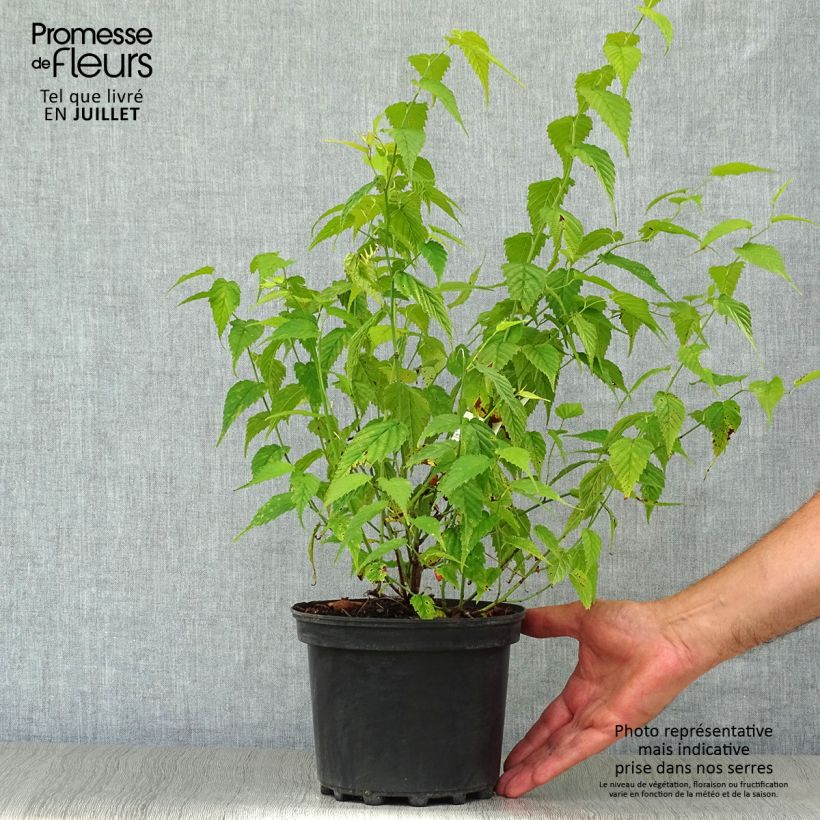 Amostra de Kerria japonica Golden Guinea Vaso de 2 L/3 L tal como entregue no verão