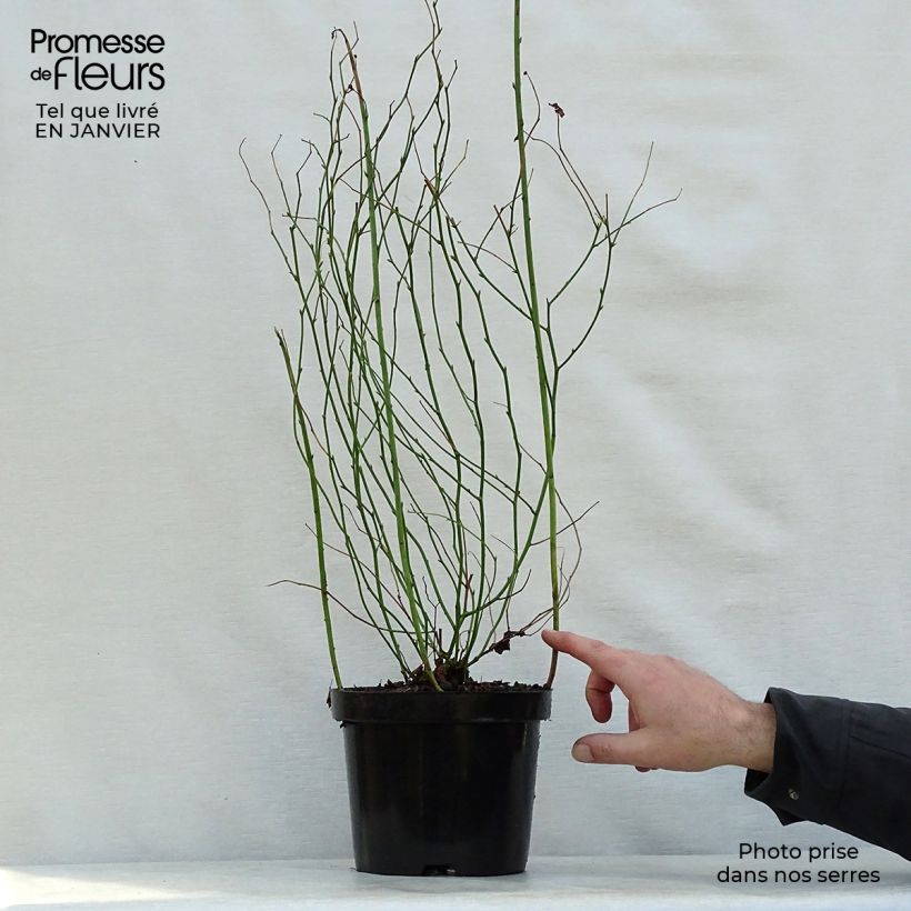 Amostra de Kerria Japonica 'Pleniflora' Vaso de 2 L/3 L tal como entregue no inverno