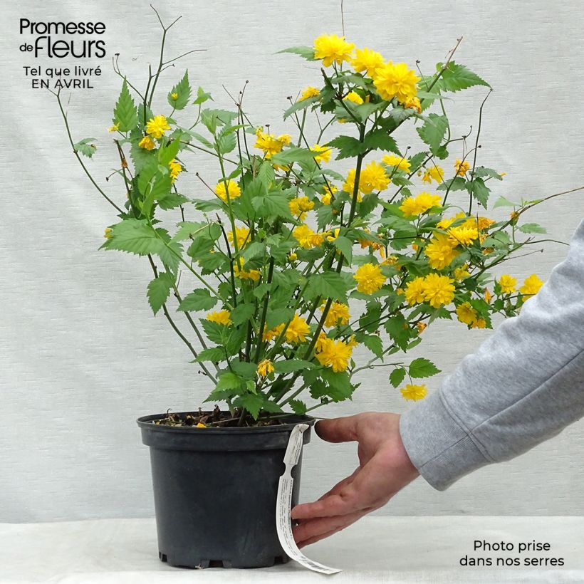 Amostra de Kerria japonica Pleniflora Vaso de 2 L/3 L tal como entregue na primavera