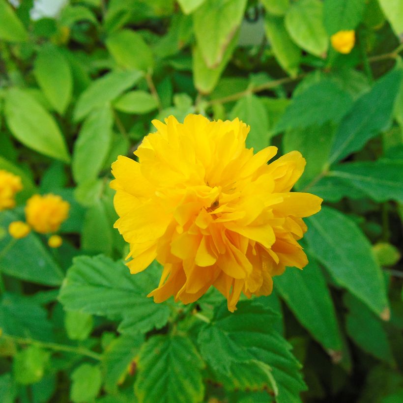 Kerria japonica Pleniflora (Floração)