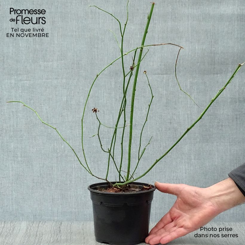 Amostra de Kerria japonica Pleniflora Vaso de 2 L/3 L tal como entregue no outono