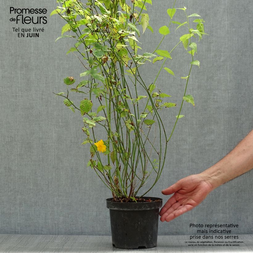 Amostra de Kerria japonica Pleniflora Vaso de 2 L/3 L tal como entregue no verão