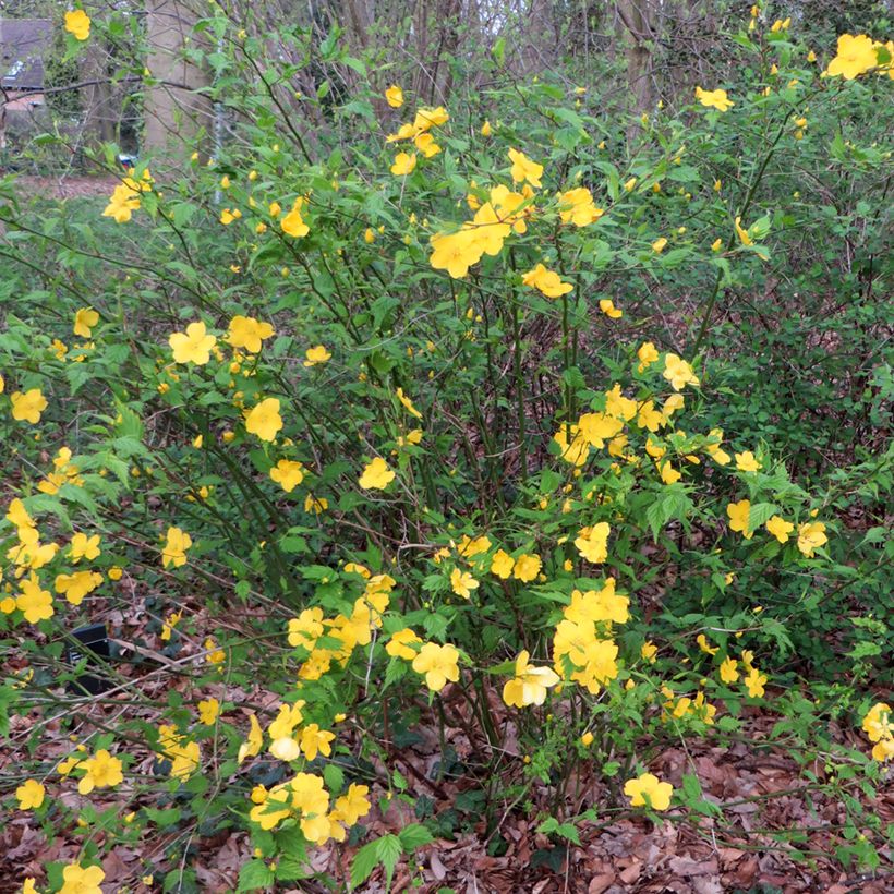 Kerria japonica (Hábito)
