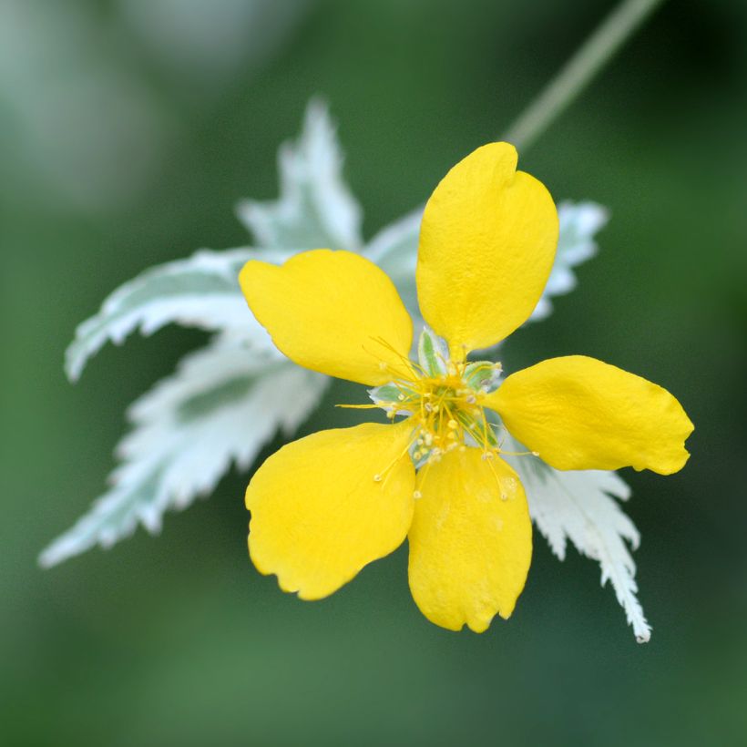 Kerria japonica Picta (Floração)