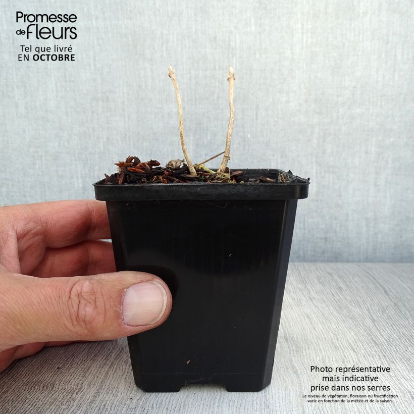 Amostra de Kirengeshoma palmata Vaso de 8/9 cm tal como entregue no outono