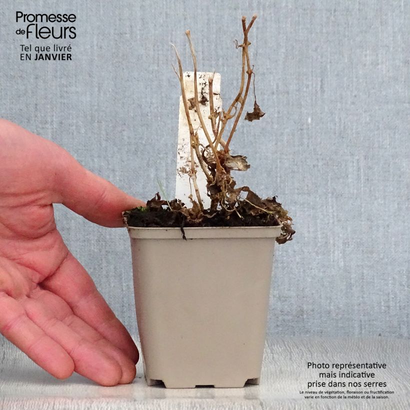 Amostra de Kirengeshoma palmata Vaso de 8/9 cm tal como entregue no inverno