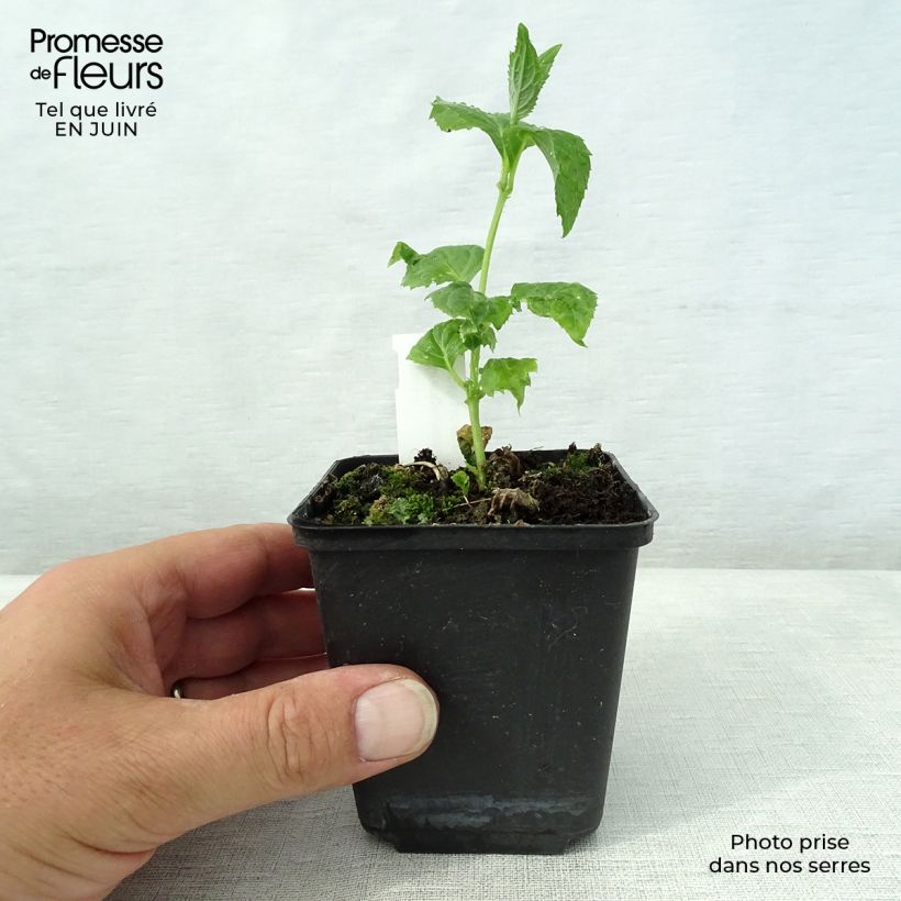 Amostra de Kirengeshoma palmata Vaso de 8/9 cm tal como entregue no verão