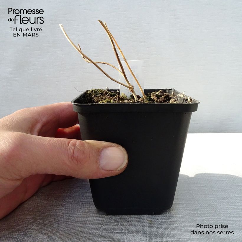 Amostra de Kirengeshoma palmata Vaso de 8/9 cm tal como entregue na primavera