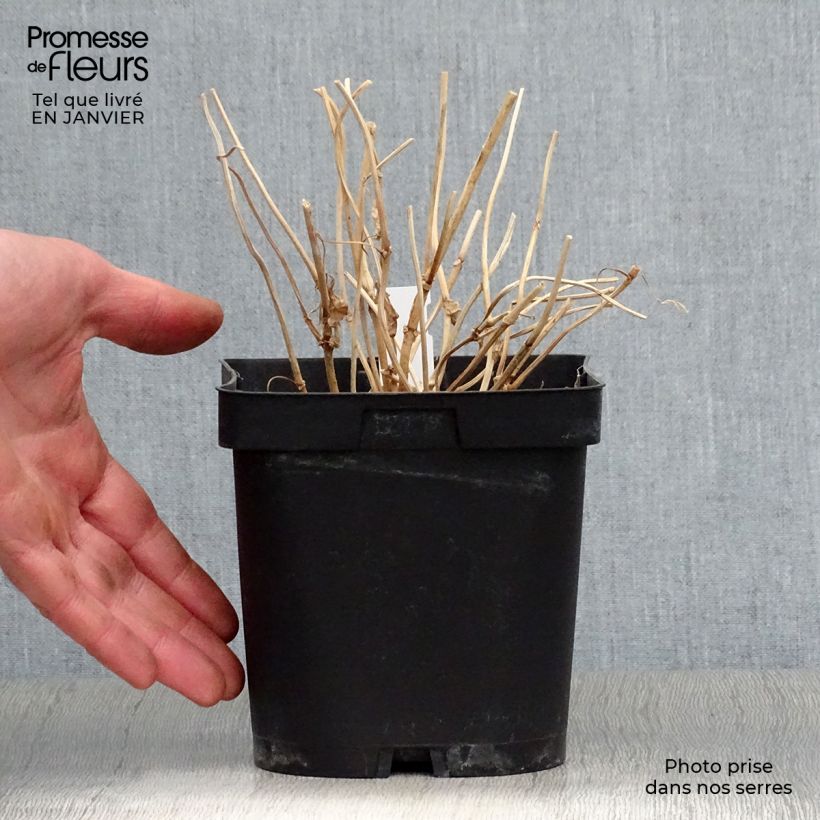 Amostra de Kirengeshoma palmata Vaso de 2 L/3 L tal como entregue no inverno