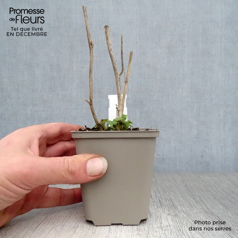 Amostra de Kitaibelia vitifolia Vaso de 8/9 cm tal como entregue no inverno