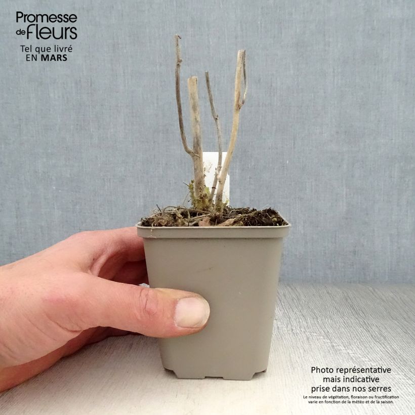 Amostra de Kitaibelia vitifolia Vaso de 8/9 cm tal como entregue na primavera