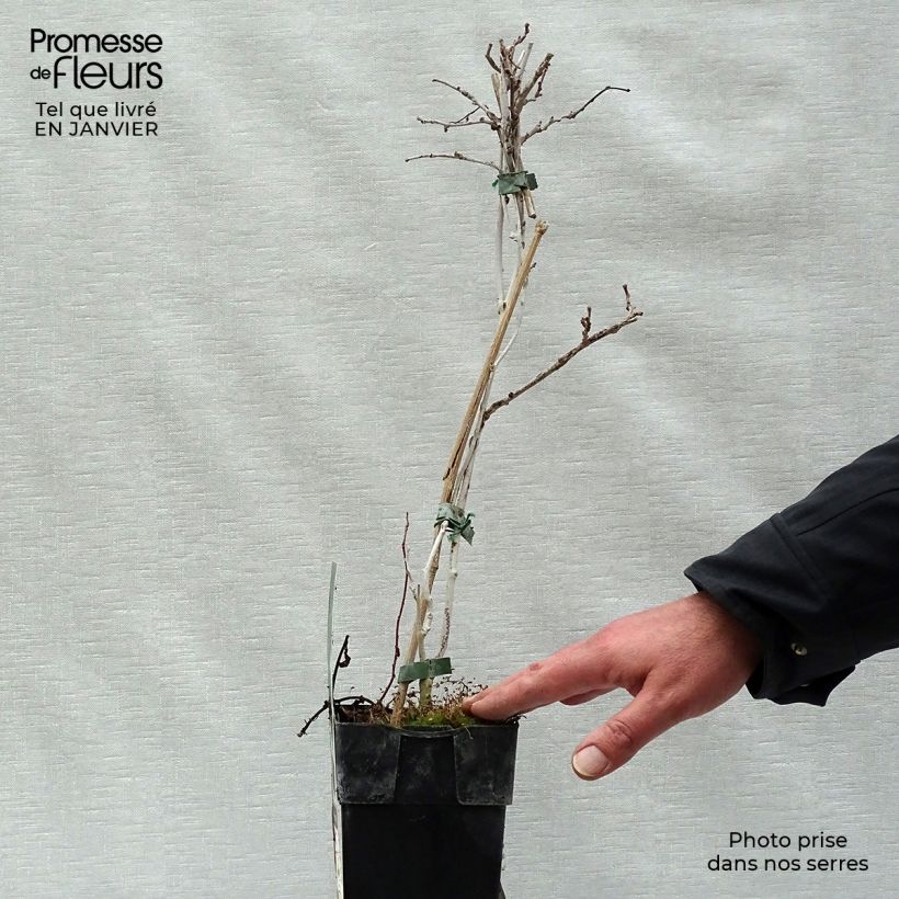 Amostra de Kiwi arguta Geneva (femelle) - Kiwaï - Actinidia arguta Vaso de 1,5 L/2 L tal como entregue no inverno