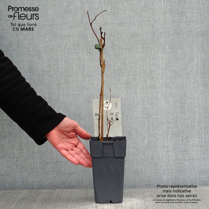 Amostra de Kiwaï Ambrosia femelle (Actinidia arguta) Vaso de 1,5 L/2 L tal como entregue no inverno