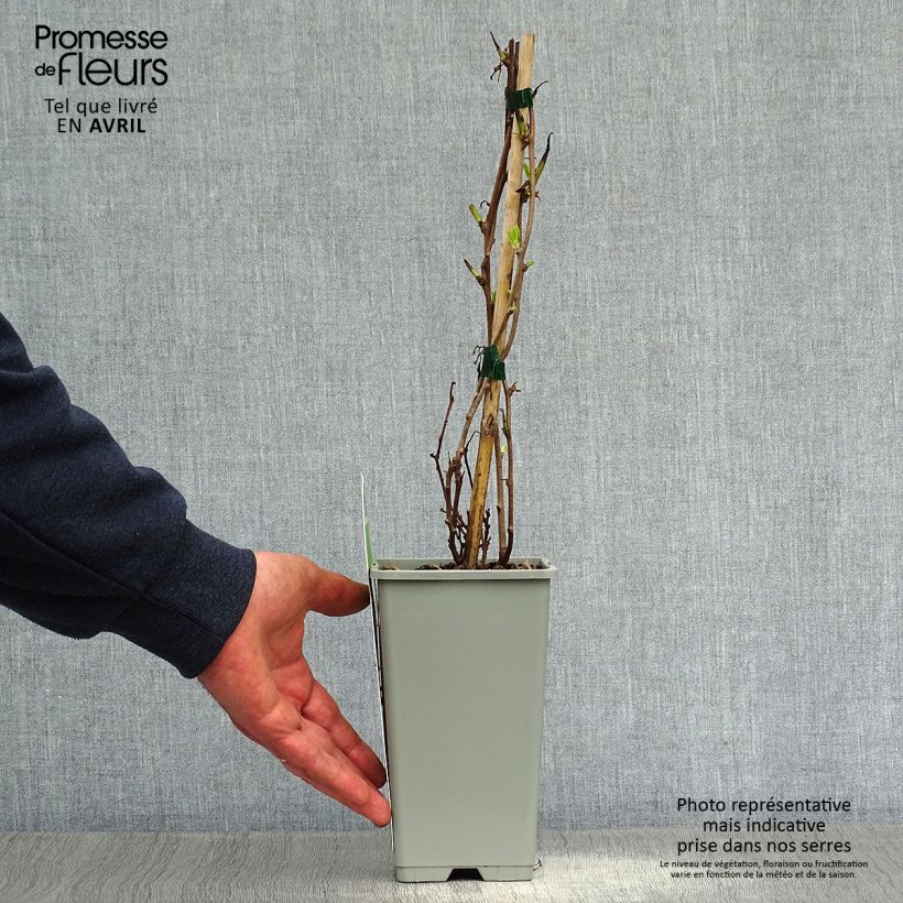 Amostra de Kiwai Ambrosia fêmea - Actinidia arguta Vaso de 1,5 L/2 L tal como entregue na primavera