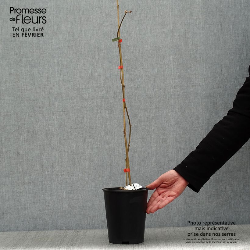 Amostra de Kiwi - Actinidia deliciosa Kiwi Wonder Vaso de 3 L/4 L tal como entregue no inverno