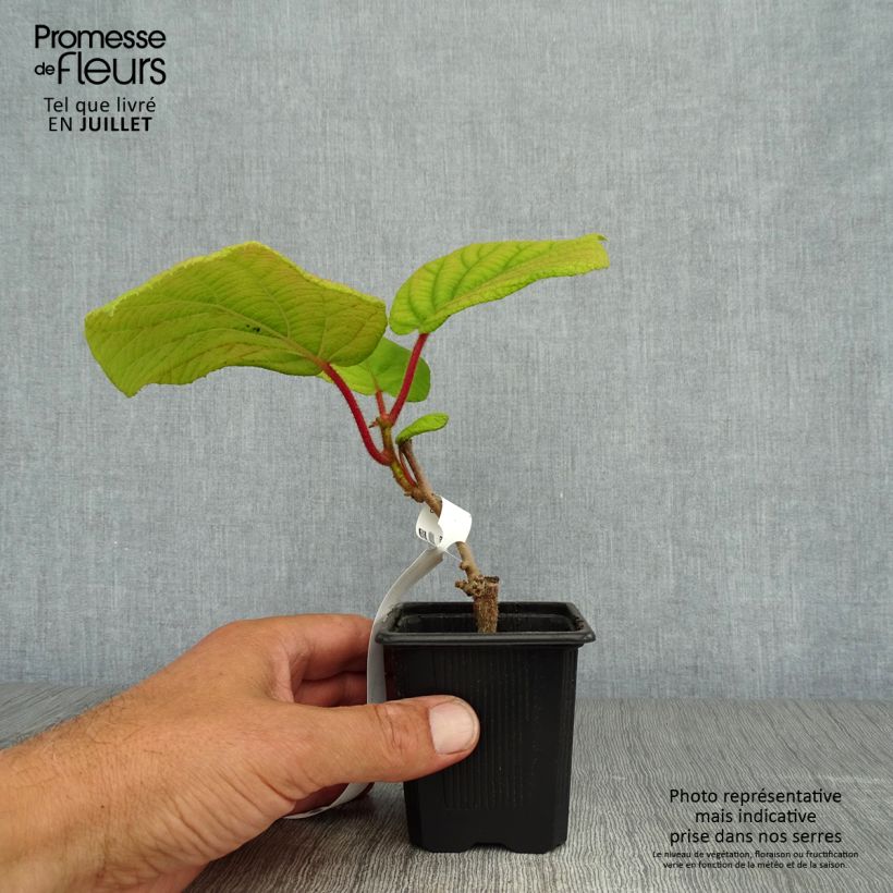 Amostra de Kiwi Kiwidoo fêmea - Actinidia deliciosa Vaso de 8/9 cm tal como entregue no verão