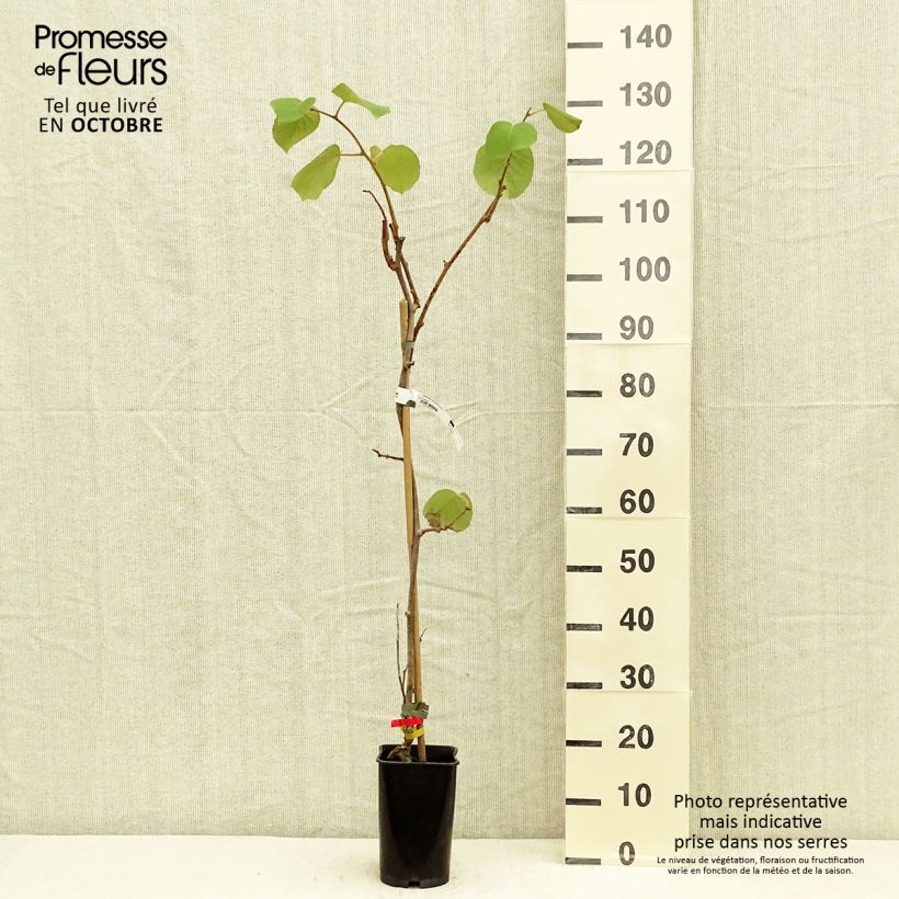 Amostra de Kiwi Kiwidoo fêmea - Actinidia deliciosa Vaso de 2 L/3 L tal como entregue no outono