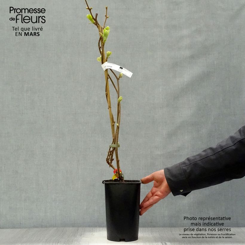 Amostra de Kiwi Kiwidoo fêmea - Actinidia deliciosa Vaso de 2 L/3 L tal como entregue na primavera