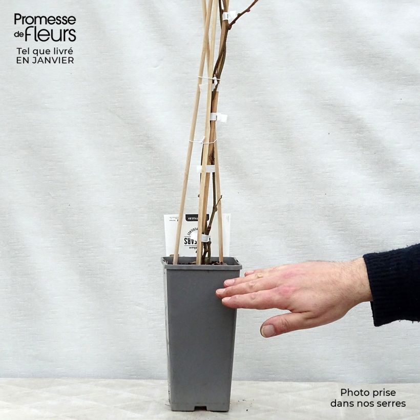 Amostra de Kiwi Atlas (mâle) - Actinidia deliciosa Vaso de 1,5 L/2 L tal como entregue no inverno