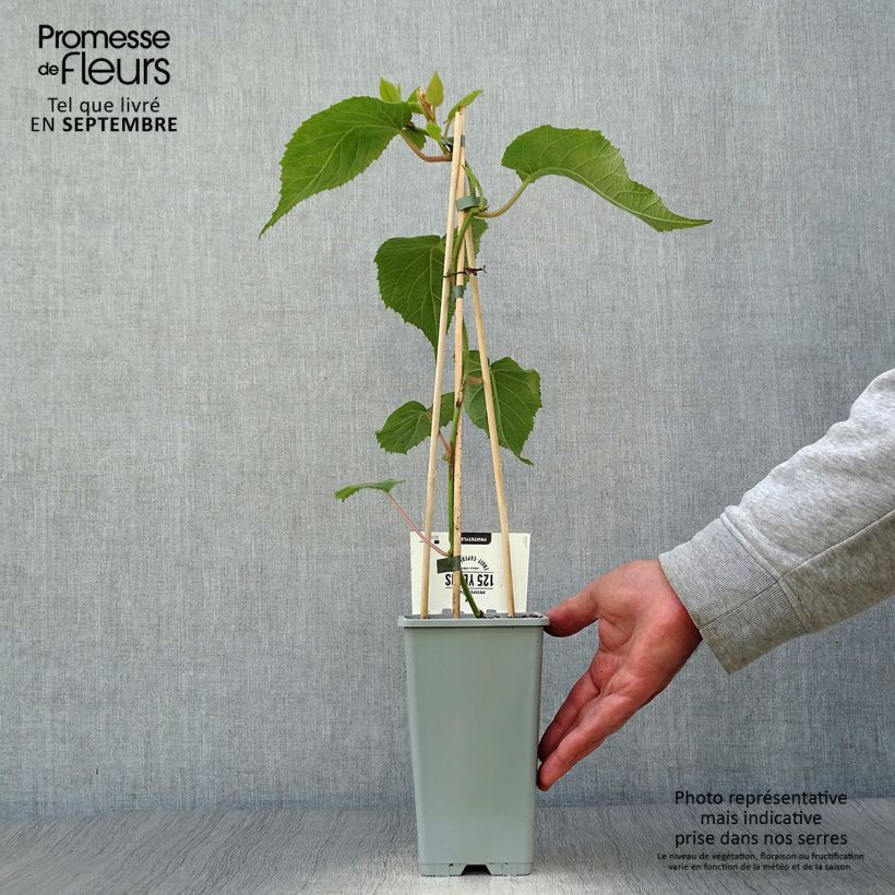 Amostra de Kiwi Atlas macho - Actinidia deliciosa Vaso de 1,5 L/2 L tal como entregue no outono
