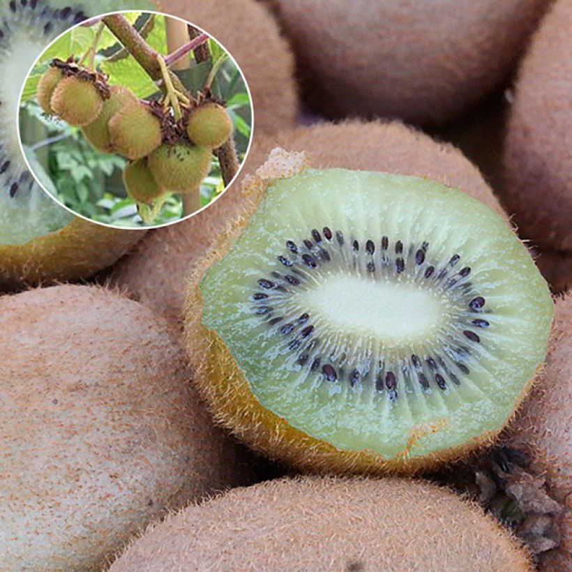 Kiwi Hayward fêmea - Actinidia deliciosa (Colheita)