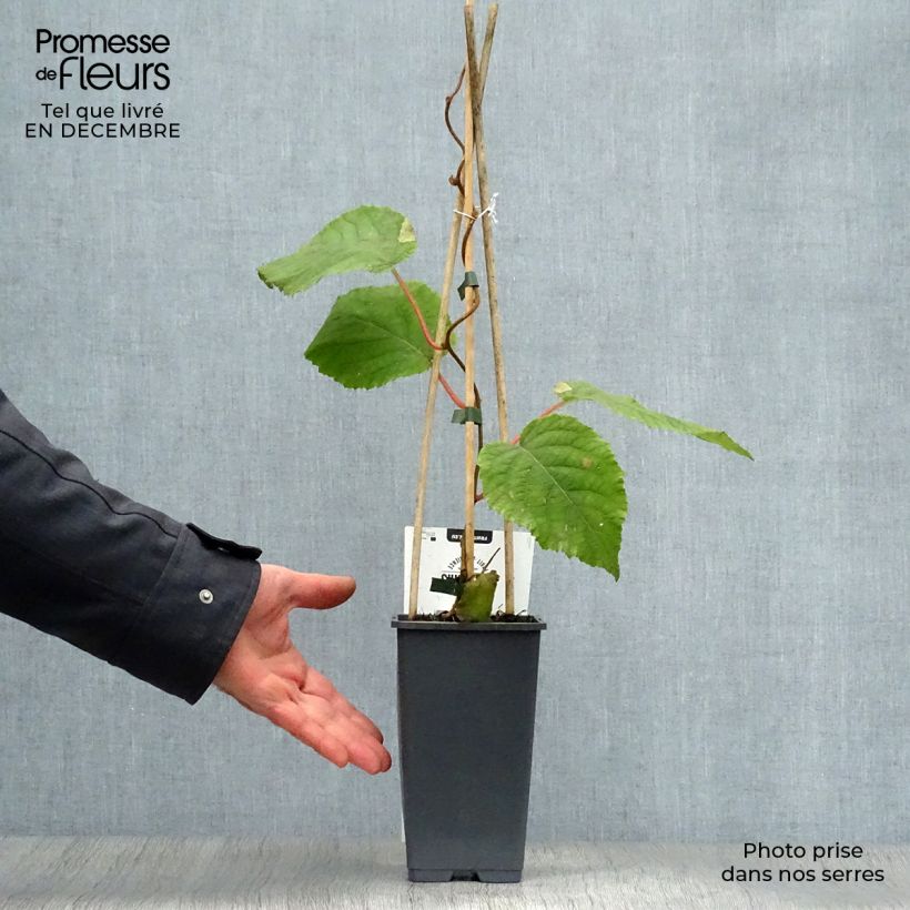 Amostra de Kiwi Hayward (femelle) - Actinidia deliciosa Vaso de 1,5 L/2 L tal como entregue no inverno