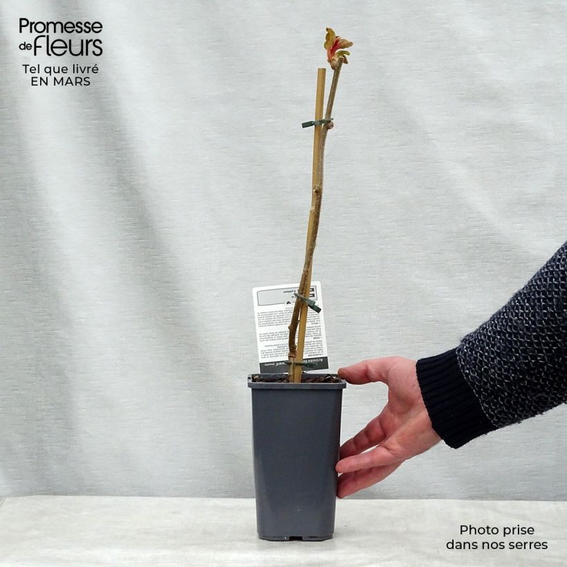 Amostra de Kiwi Hayward (femelle) Bio Vaso de 1,5 L/2 L tal como entregue no inverno