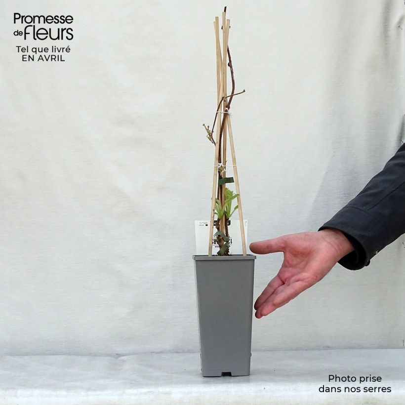 Amostra de Kiwi Jenny autofértil - Actinidia deliciosa Vaso de 1,5 L/2 L tal como entregue na primavera