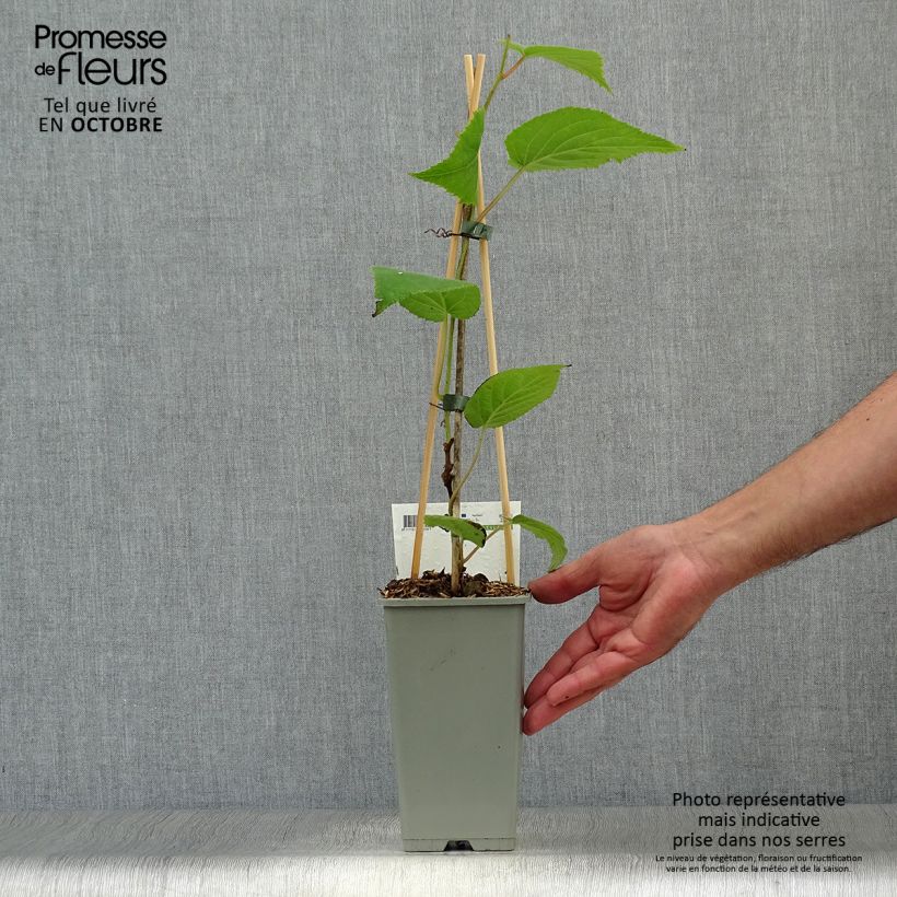 Amostra de Kiwi Jenny autofértil - Actinidia deliciosa Vaso de 1,5 L/2 L tal como entregue no outono