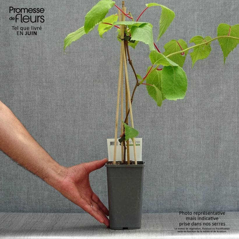 Amostra de Kiwi Jenny autofértil - Actinidia deliciosa Vaso de 1,5 L/2 L tal como entregue no verão