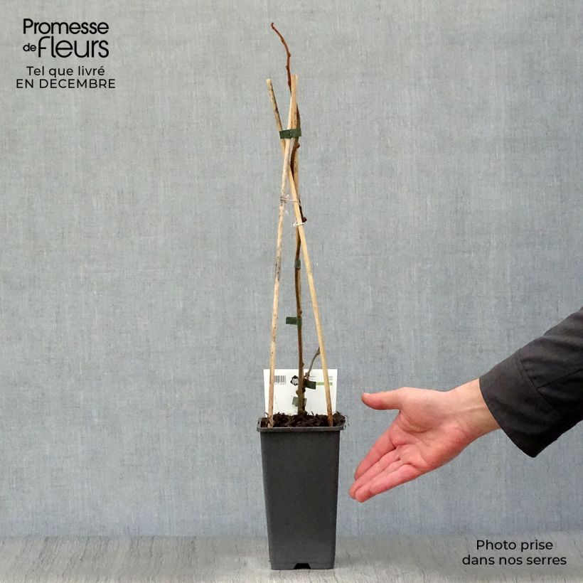 Amostra de Kiwi Jenny (autofertile) - Actinidia deliciosa Vaso de 1,5 L/2 L tal como entregue no inverno