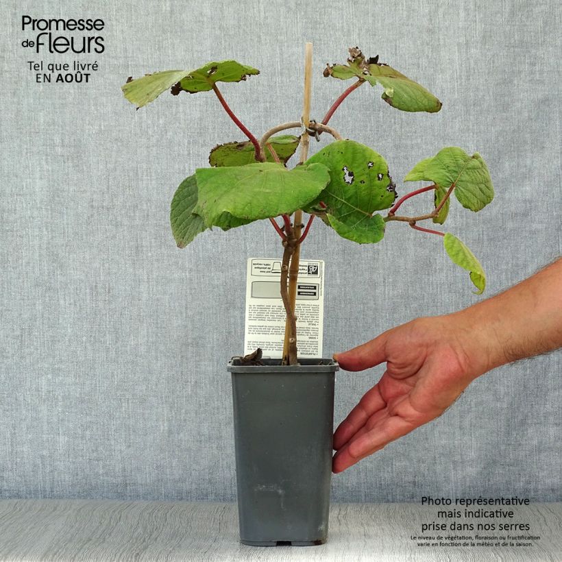 Amostra de Kiwi Jenny autofértil Bio - Actinidia deliciosa Vaso de 1,5 L/2 L tal como entregue no verão