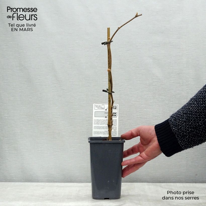 Amostra de Kiwi Jenny (autofertile) Bio Vaso de 1,5 L/2 L tal como entregue no inverno