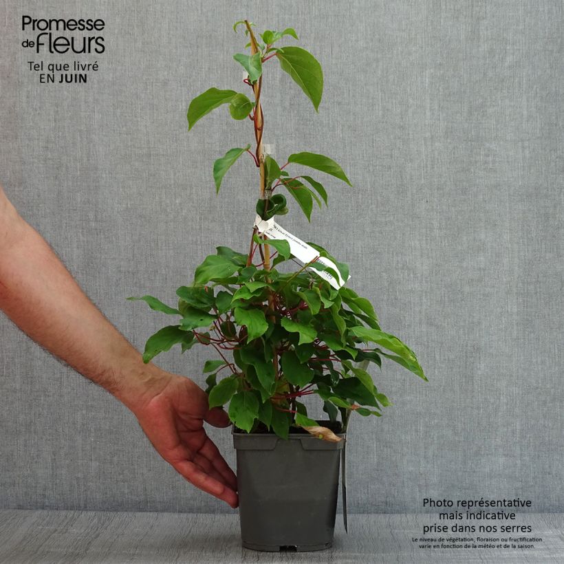 Amostra de Kiwai Prince Jumbo macho - Actinidia arguta Vaso de 1,5 L/2 L tal como entregue no verão