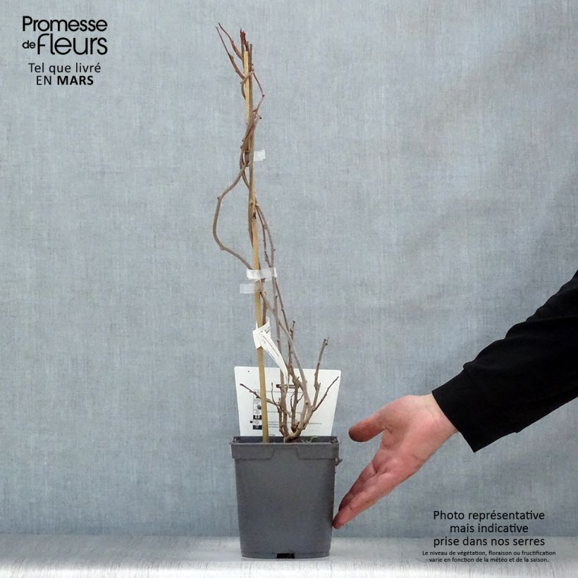 Amostra de Kiwai Red Jumbo fêmea - Actinidia arguta Vaso de 1,5 L/2 L tal como entregue na primavera