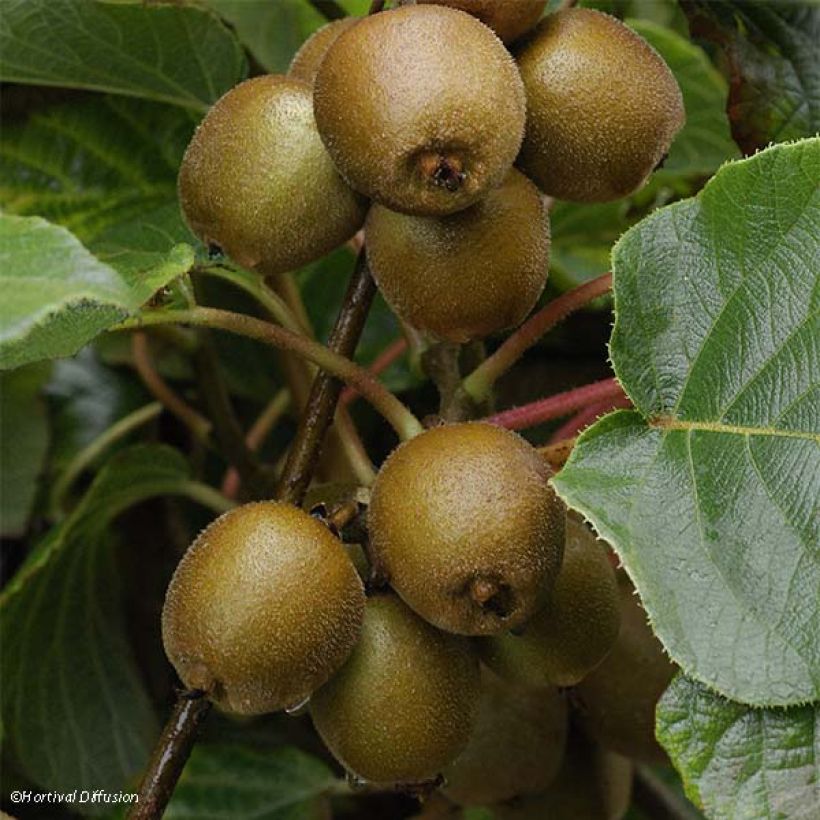 Kiwi amarelo Minkigold fêmea - Actinidia chinensis (Colheita)