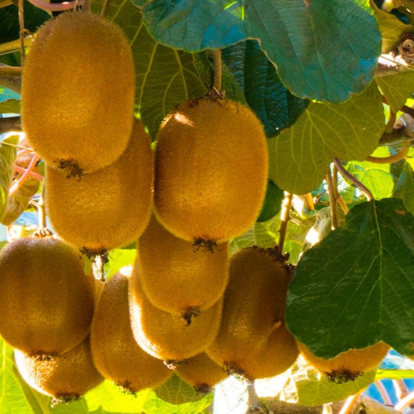 Kiwi Montcap - Actinidia deliciosa (Colheita)