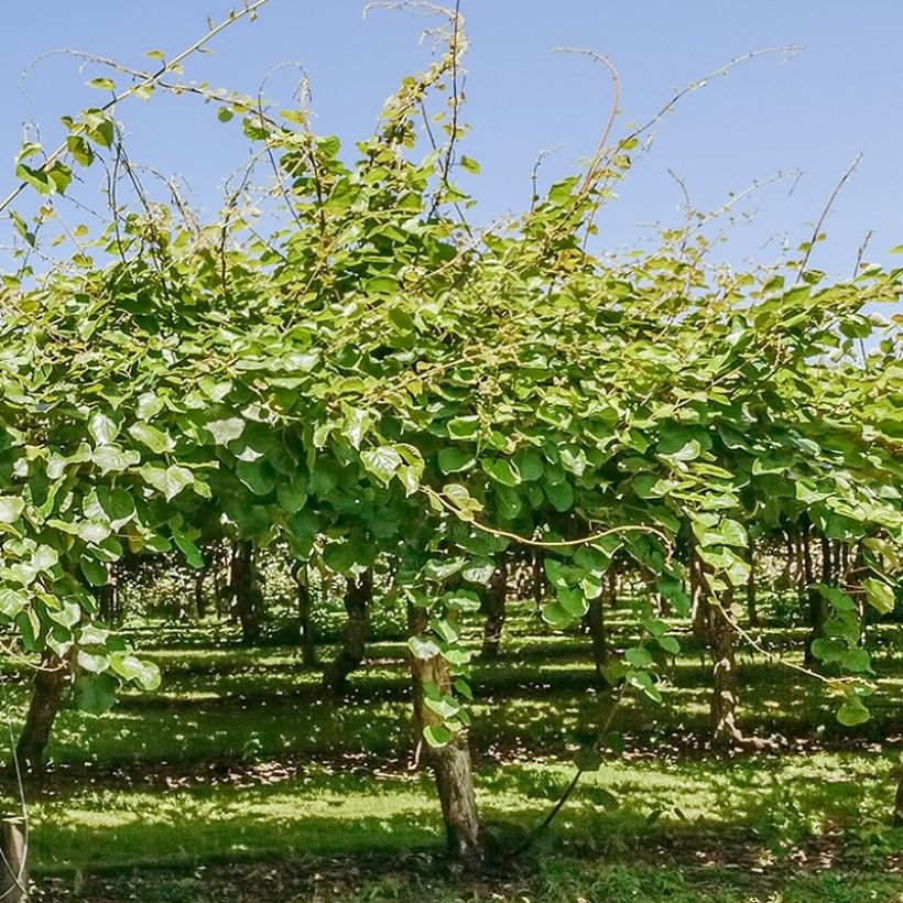 Kiwi Montcap - Actinidia deliciosa (Hábito)