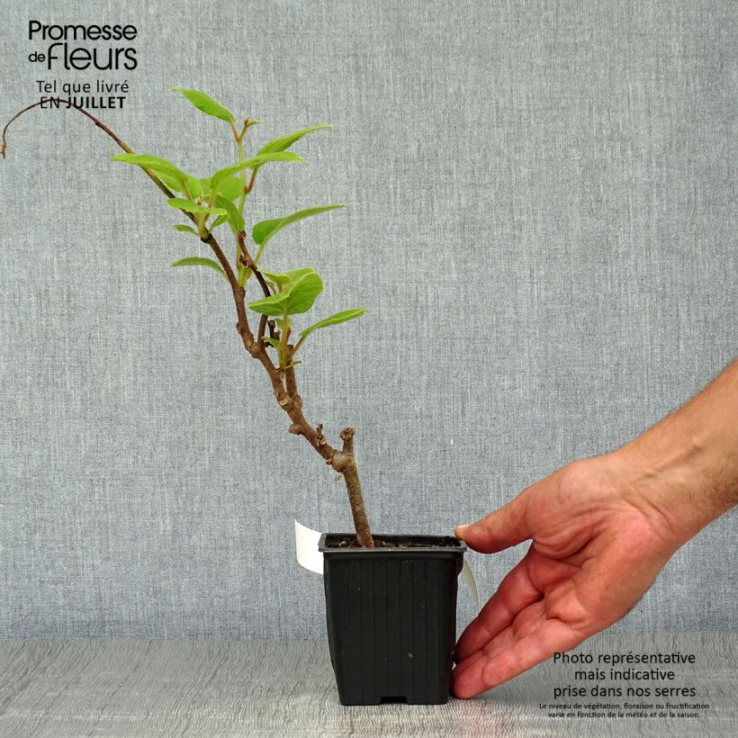 Amostra de Kiwi Solissimo autofértil - Actinidia chinensis Vaso de 8/9 cm tal como entregue no verão