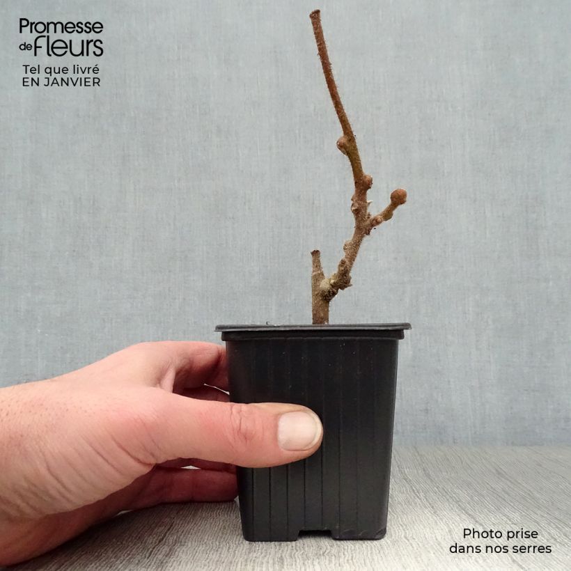 Amostra de Kiwi Solissimo (autofertile) - Actinidia deliciosa Vaso de 8/9 cm tal como entregue no inverno