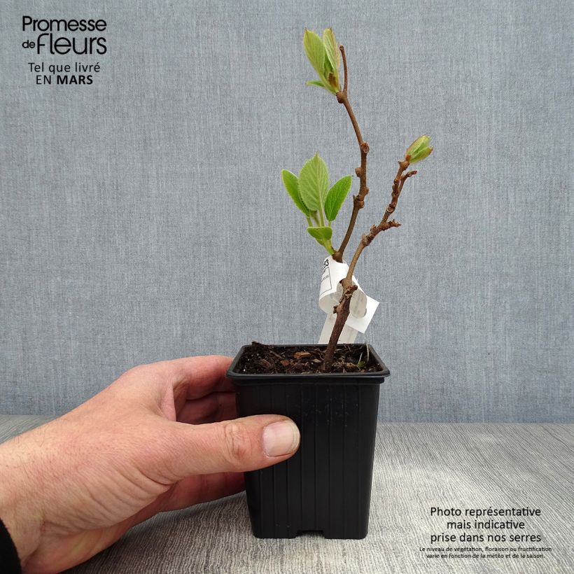 Amostra de Kiwi Solissimo autofértil - Actinidia chinensis Vaso de 8/9 cm tal como entregue na primavera