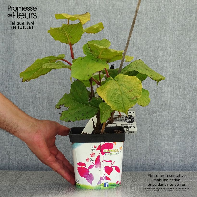 Amostra de Kiwi Solissimo autofértil - Actinidia chinensis Vaso de 1 L/1,5 L tal como entregue no verão