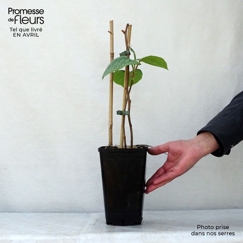 Amostra de Kiwi Solissimo autofértil - Actinidia chinensis Vaso de 1 L/1,5 L tal como entregue na primavera