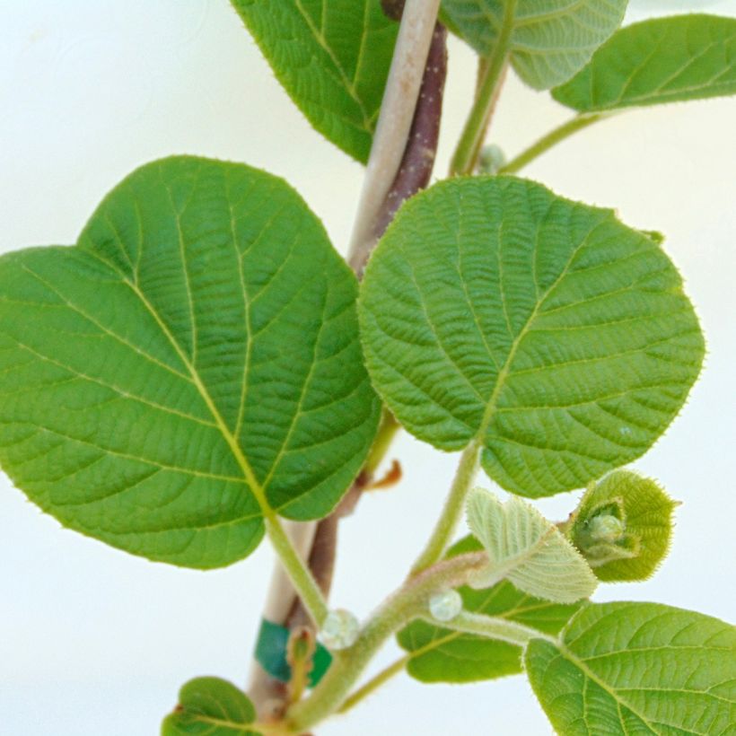 Kiwi Solissimo Bio - Actinidia chinensis (Folhagem)