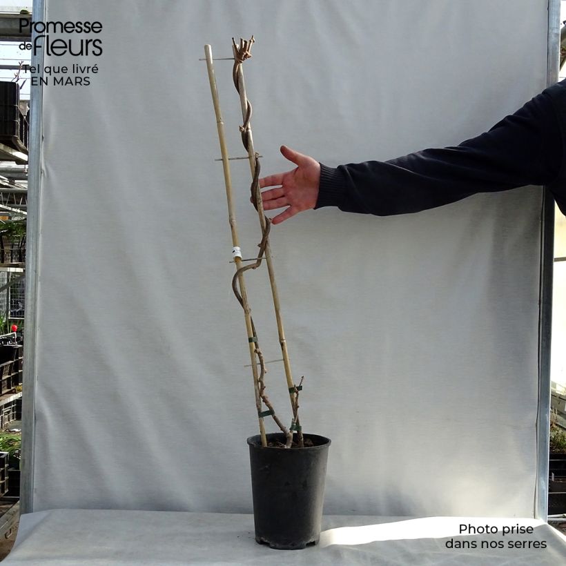 Amostra de Kiwi Solissimo autofértil - Actinidia chinensis Vaso de 4 L/5 L tal como entregue na primavera