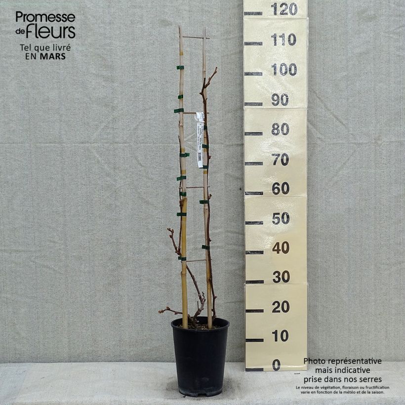 Amostra de Kiwi Solissimo (autofertile) - Actinidia deliciosa Vaso de 4 L/5 L tal como entregue no inverno